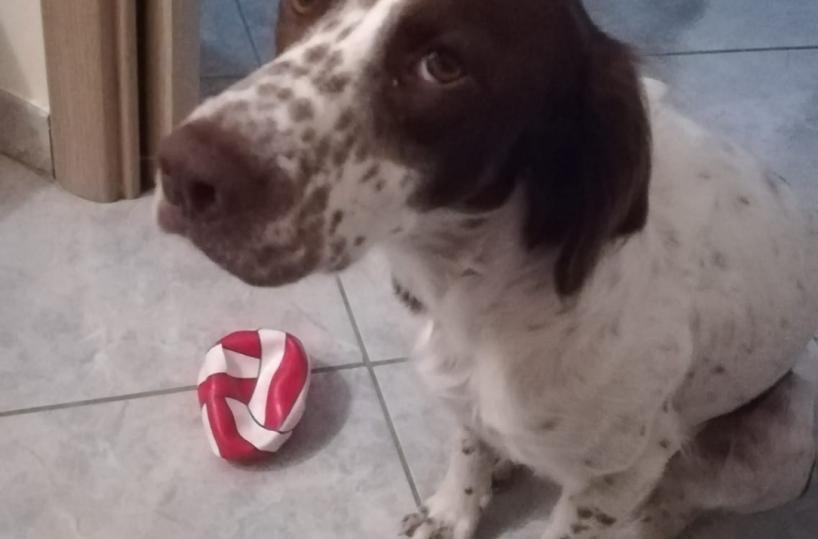 Bari, rubano auto ma all'interno c'è un cane: l'appello per ritrovare Zeus