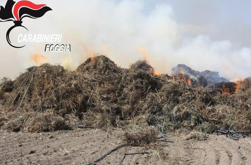 Cerignola, bruciano rifiuti in campagna: denunciati 3 bulgari
