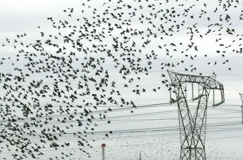Brindisi, per i produttori olivicoli torna l'incubo degli storni
