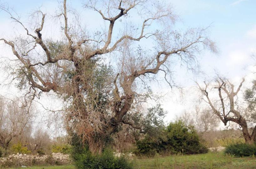 Xylella: in campo nuove varietà resistenti al batterio, c'è speranza