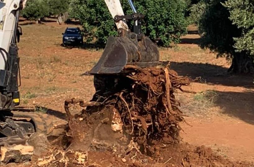Xylella, l'Ue cambierà le misure di emergenze: ridotta l'area di taglio