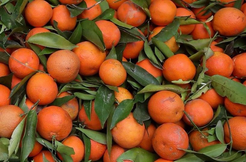 Puglia, «drogato il mercato delle clementine: produttori in ginocchio». Cosa finisce sulle tavole?