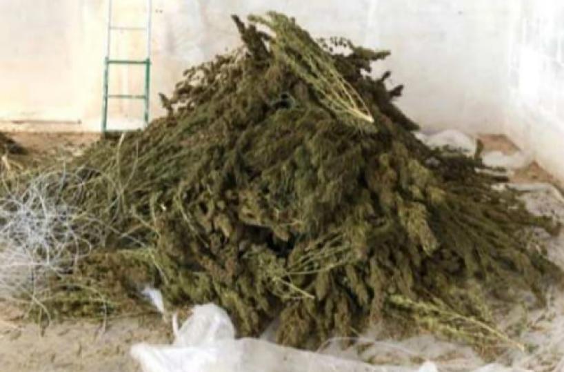 Foggia, blitz antidroga dei falchi: sequestrati 97 kg di marijuana, 4 in arresto