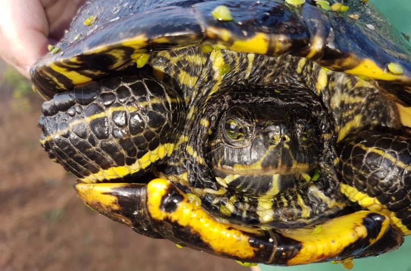 Tartaruga d’acqua abbandonata a Cavallino: recuperata da Guardie Zoofile