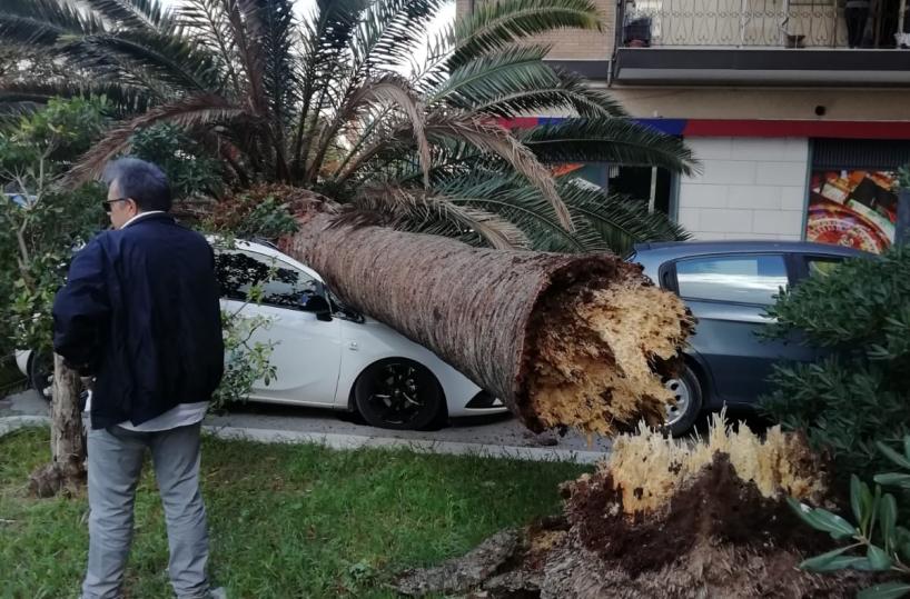 Foggia, palma si spezza e cade per il forte vento: due auto distrutte