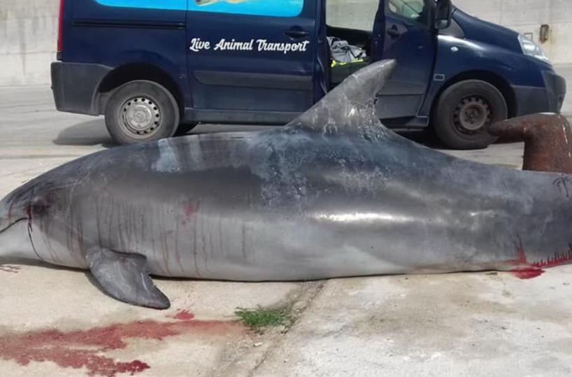 Monopoli: enorme delfino muore soffocato, forse dalle reti di un peschereccio