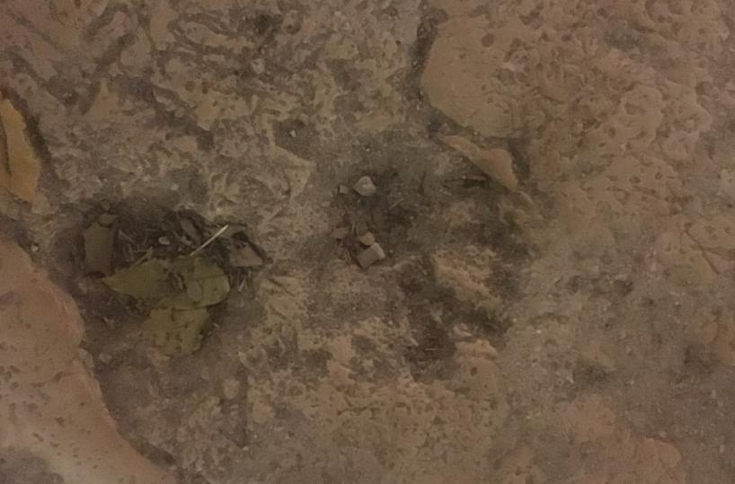Dinosauri? Passarono anche da Gravina