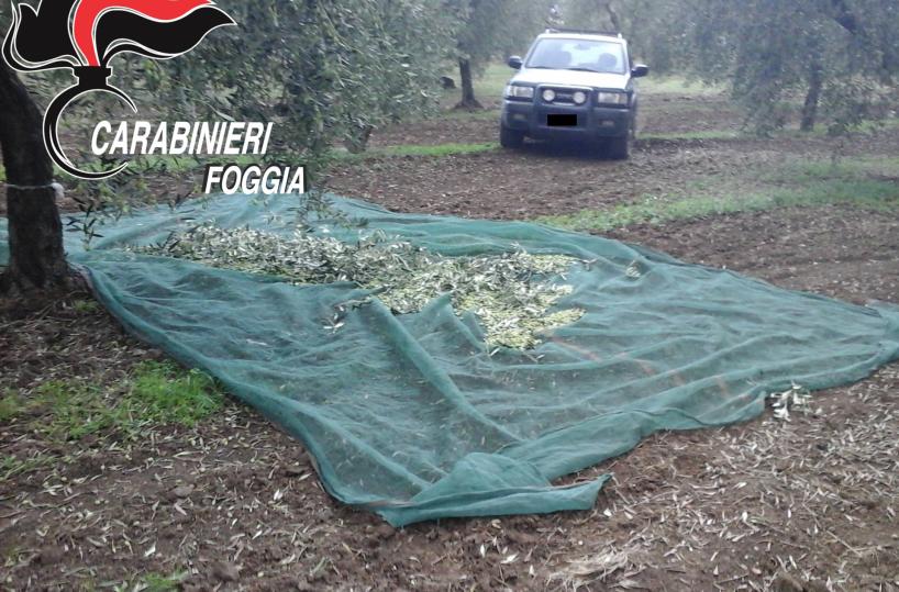 S.Severo, rubano 3 quintali di olive, ma un cittadino li vede e chiama i cc: furto sventato