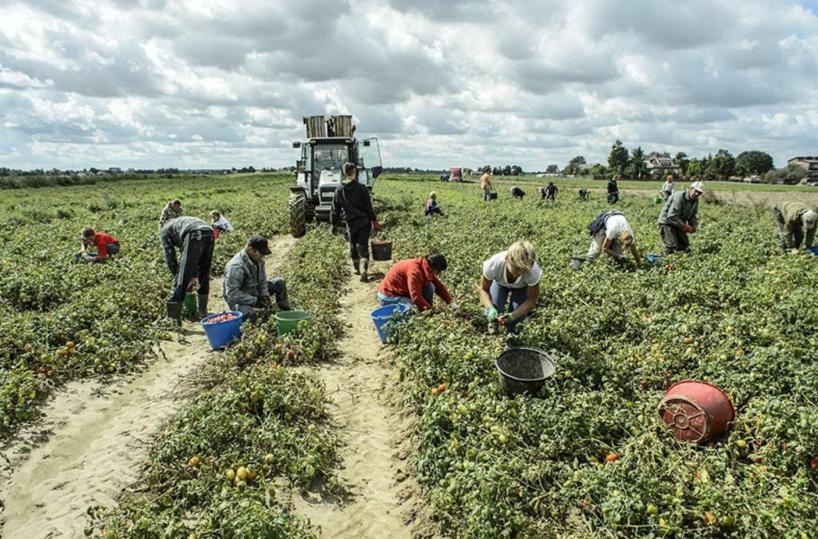 Agricoltura, interviene l'Ue: «Accelerare sui fondi Psr»