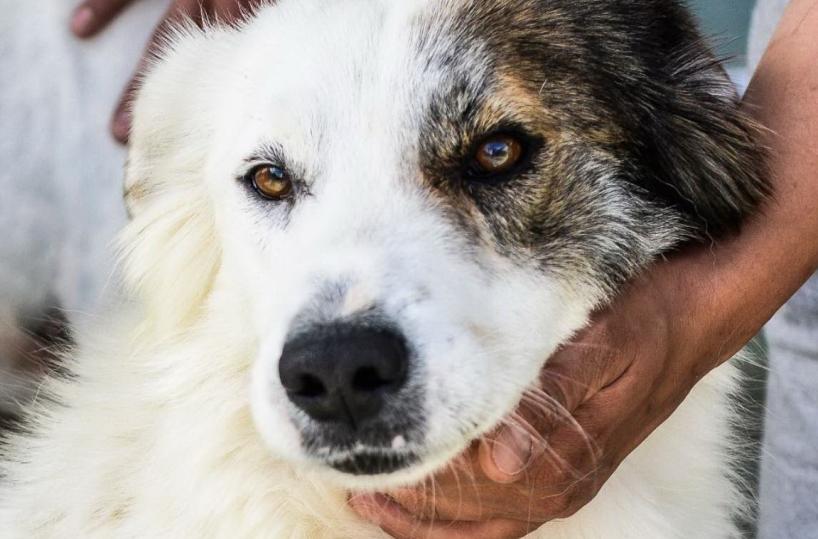 Vieste, 4 cani nelle chiese della città per cercare famiglia