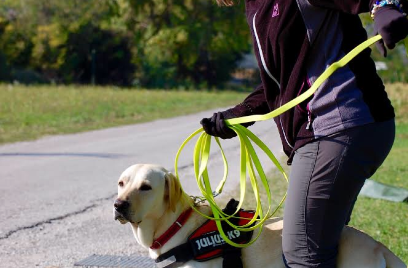 Cani da ricerca persone: in Puglia anche un esperto internazionale