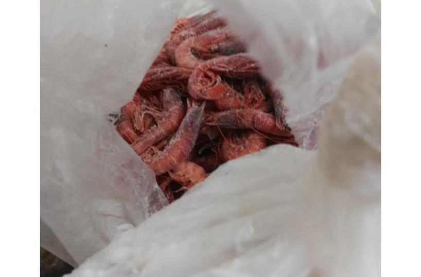 Nel Barese sequestrati in 3 giorni 110 kg di pesce senza tracciabilità: multe per 13mila euro