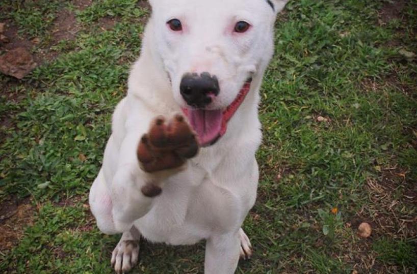 Bari, Cani «dimenticati» dietro le sbarre del canile: in tanti cercano adozione