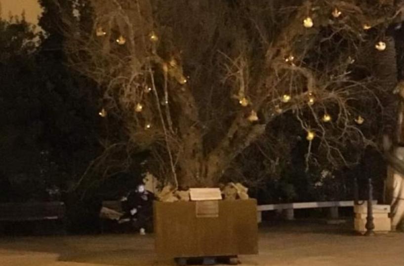Xylella, a Melissano l'albero di Natale in piazza è un ulivo disseccato
