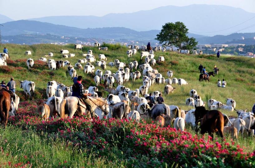La transumanza è patrimonio Unesco, Coldiretti Puglia: «Opportunità tutela per Gargano»