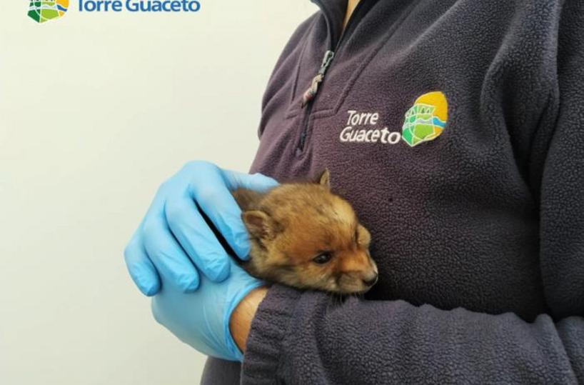 Riserva Torre Guaceto, per raccogliere fondi al via adozioni per animali «selvaggi»