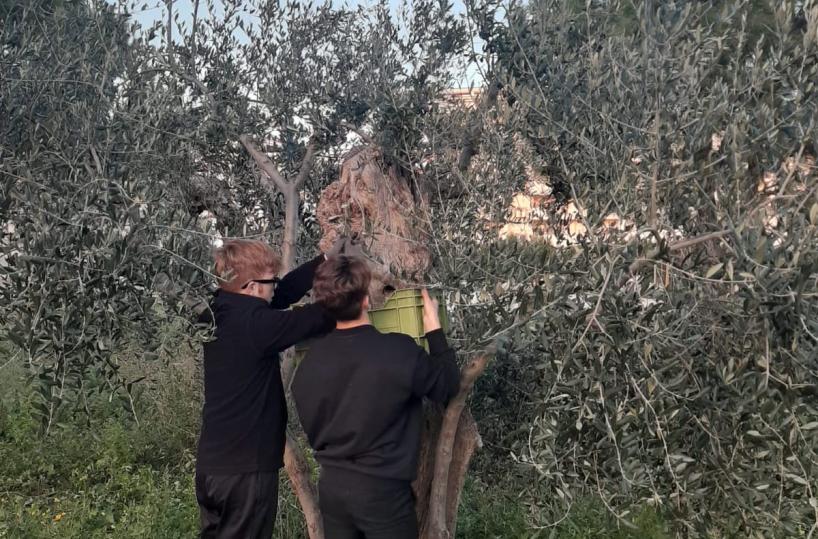 Andria, studenti raccolgono le olive e fanno olio da dare in dono alle famiglie bisognose