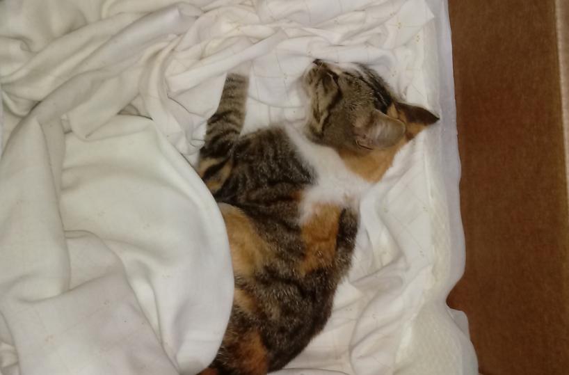 Lucera, gatto randagio ucciso a colpi di scopa da negoziante: cercava riparo dalla pioggia