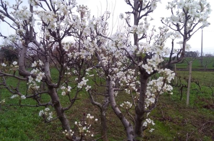 Alberi in fiore a Natale in Puglia, paesaggio mozzafiato, ma autunno bollente: la preoccupazione di Coldiretti