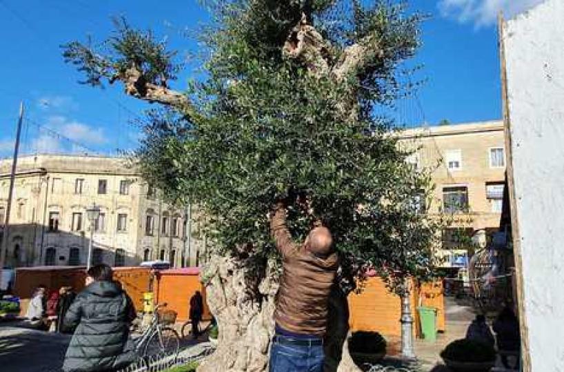 Xylella, miracolo per ulivo millenario di piazza Sant'Oronzo: gli innesti crescono 