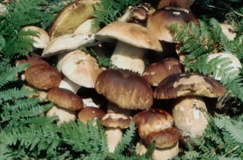 San Donaci, complicanze dopo aver mangiato funghi tossici: muore anziana