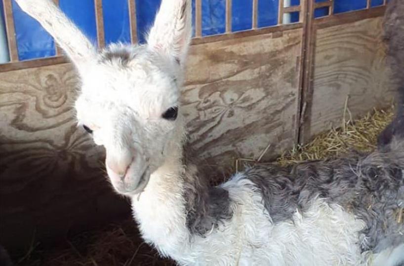 Bari, lieto evento al circo: nasce un cucciolo di lama