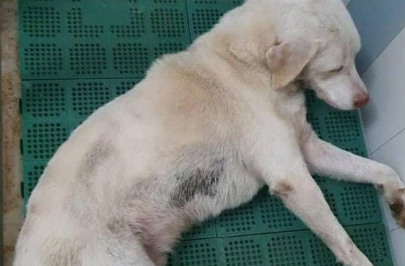 Cane agonizzante e in fin di vita vicino a binari Fse nel Leccese: salvato 