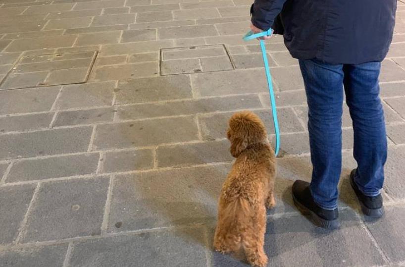 Ninodangelo, il cucciolo de «Il mio viaggio a New York» sbarca a Bari: la foto in via Sparano