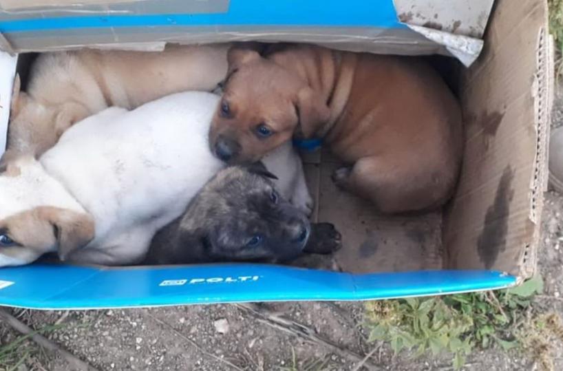 S.Vito dei Normanni, 79enne abbandona in strada 4 cagnolini di pochi giorni, denunciato