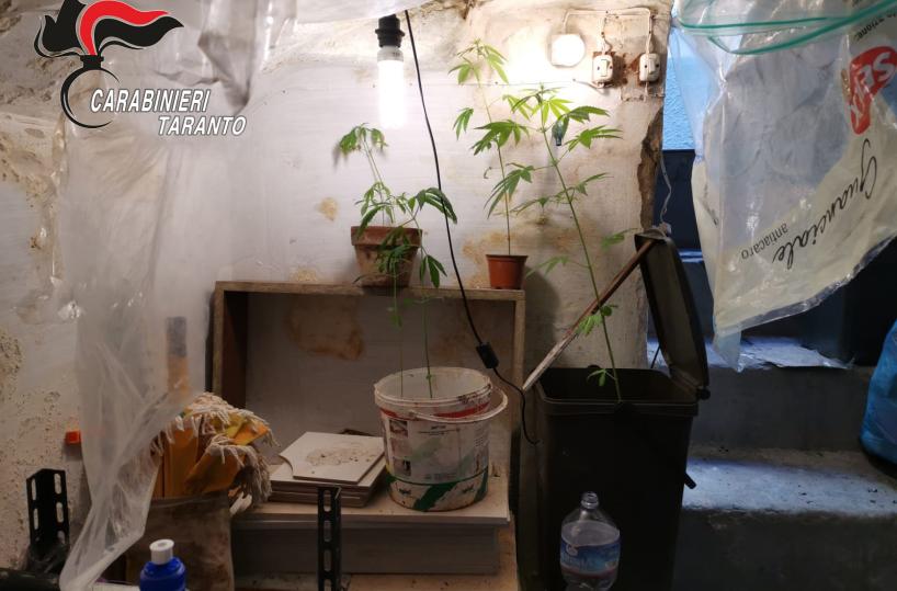 Mottola, carabinieri scoprono serra con piante di cannabis: un arresto