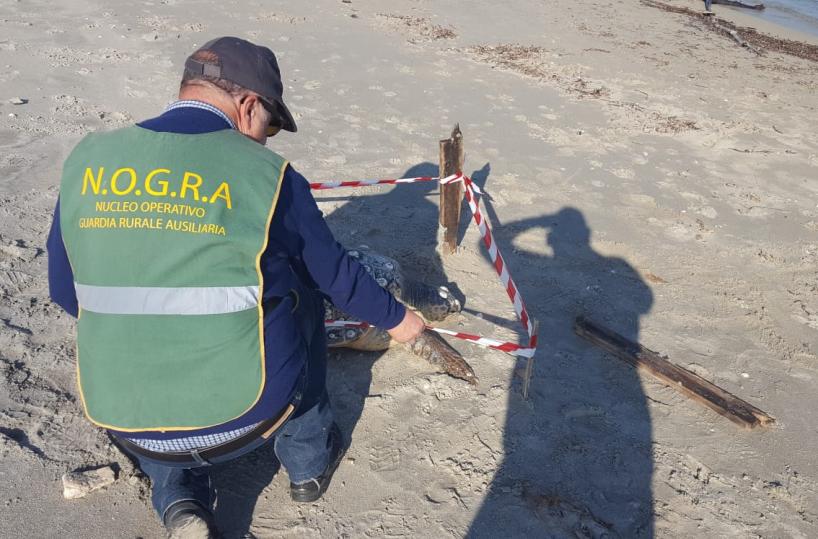 Lecce, «Caretta caretta» spiaggiate morte trovate a San Cataldo