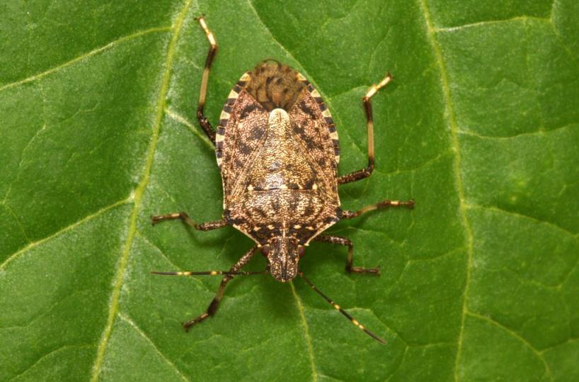 In Puglia arrivano gli insetti alieni Suzukii: i killer dei frutti rossi
