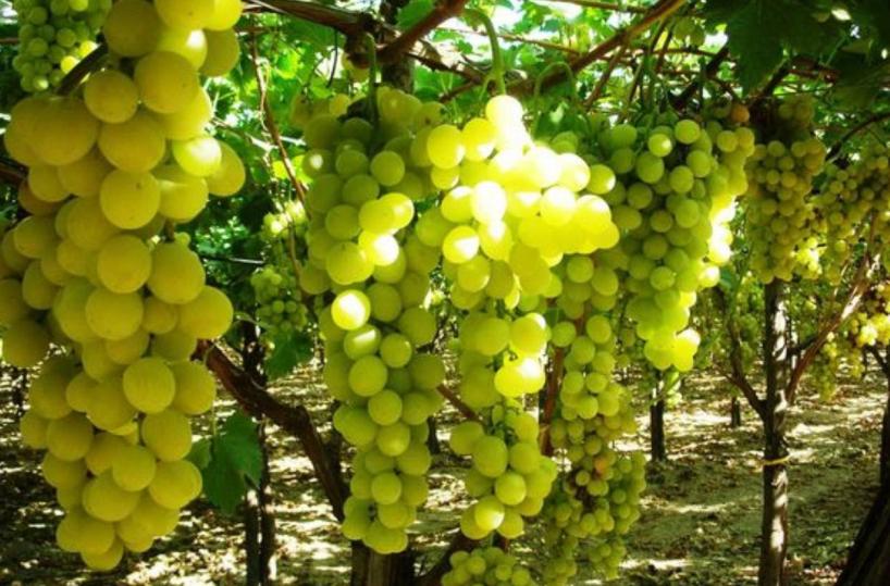 L'uva pugliese ricattata dai padroni dei brevetti