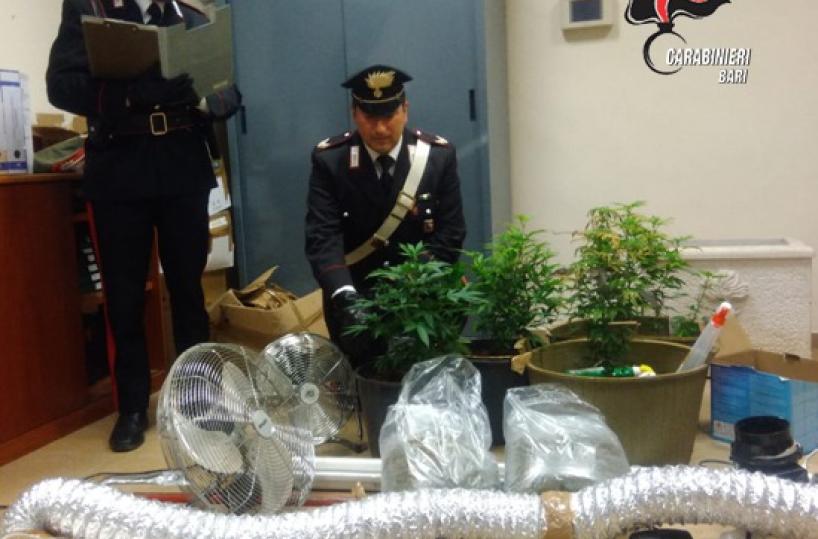 In casa marijuana, cocaina e piante di cannabis: 2 pusher arrestati nel Barese, una ha 18 anni