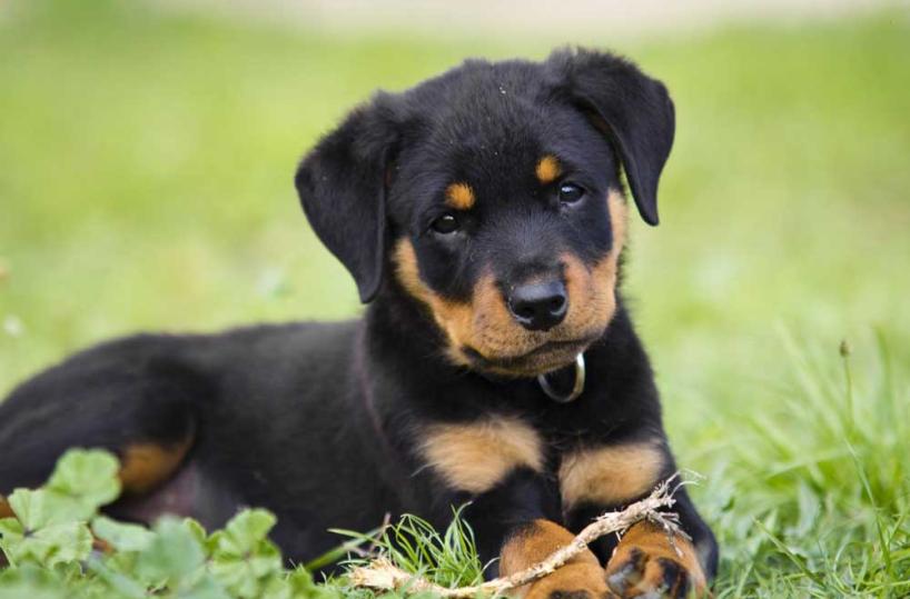 Impiccano cucciolo di rottweiler a Taranto: la denuncia dell'Enpa 