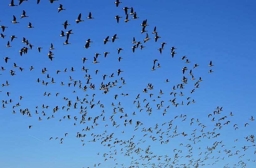 Bari, stormo di uccelli colpisce l’aereo: volo in ritardo 