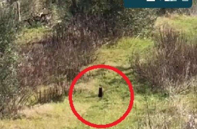 Le orme della pantera nella periferia di Poggio Imperiale, il sindaco: «Fate attenzione»