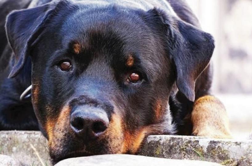 Taranto, legato e abbandonato sulla SS7: rottweiler salvato dalla polizia