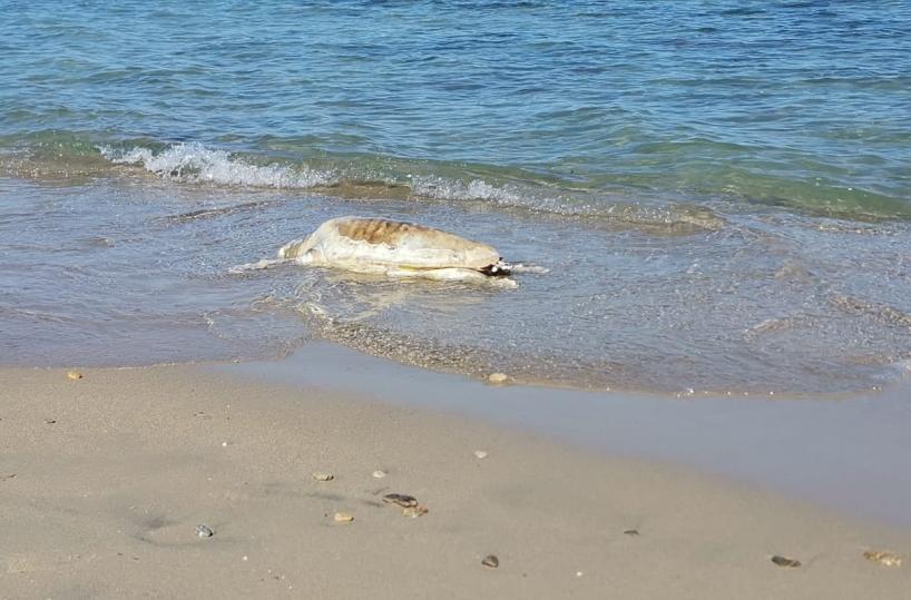 Il mare restituisce vicino a Torre Canne una carcassa di «caretta caretta»