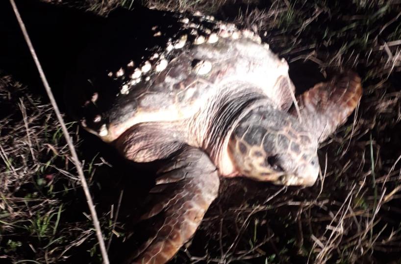 Molfetta, «Caretta-Caretta» agonizzante in uliveto: lontana 4 Km dal mare