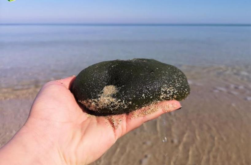 Palle verdi, alghe rosse e foglie nere: Torre Guaceto e... i «doni» del mare: