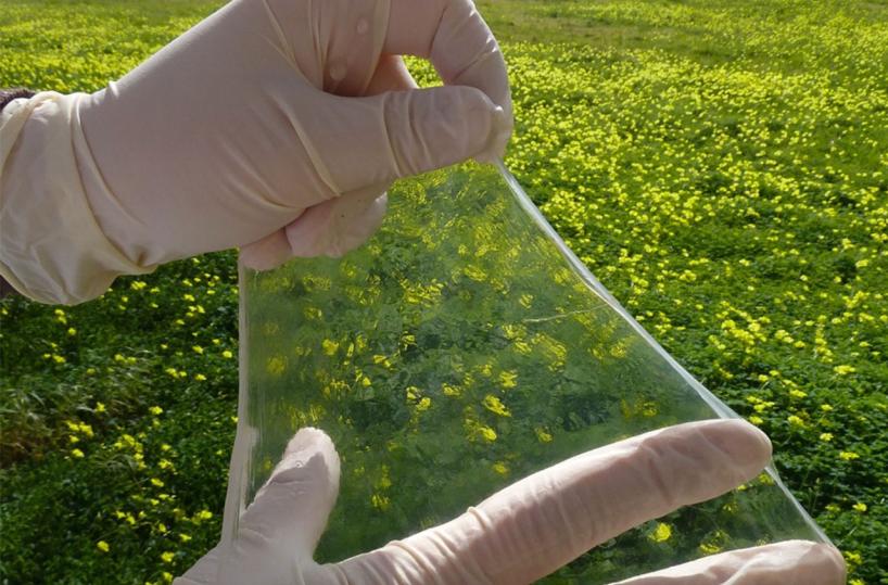 Ceglie Messapica, ecco la ricercatrice che ricava la carta dai funghi 