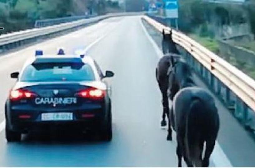 Cavalli «scortati» dai carabinieri sulla Potenza-Melfi