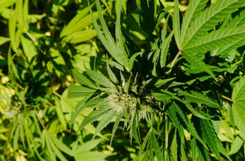 COLTIVARE - La canapa sativa