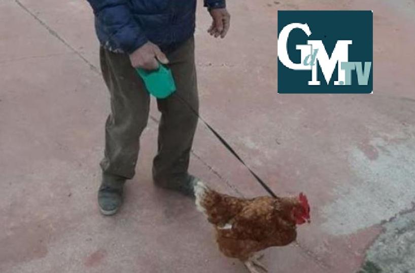 Coronavirus, a Miglionico anziano esce di casa e porta a spasso la gallina