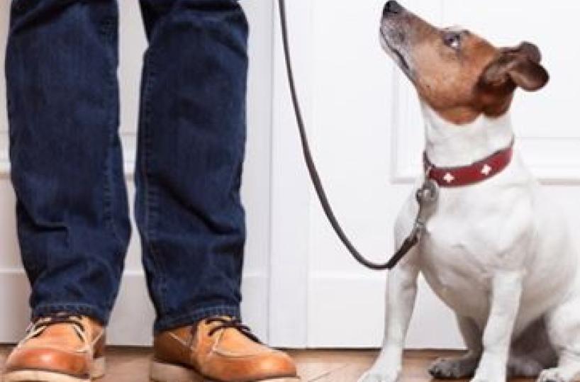 Coronavirus, Terlizzi stop alla passeggiate col cane oltre 200 metri da casa