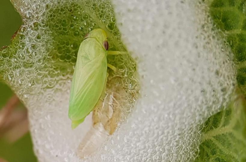 xylella