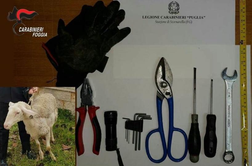 Stornarella, in macchina attrezzi da scasso e una pecora rubata: arrestato sudanese