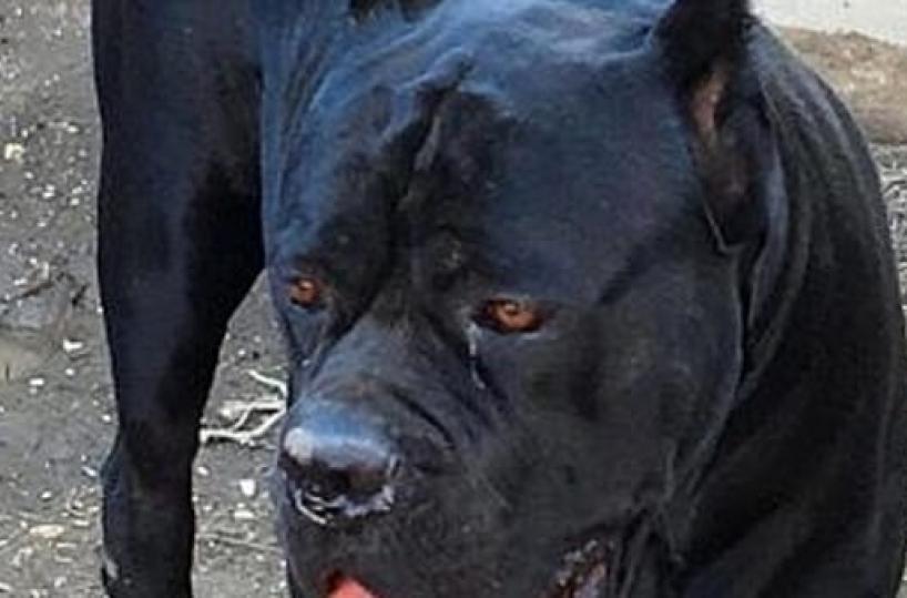 Tricase, bimbo di 8 mesi muore azzannato da un cane corso