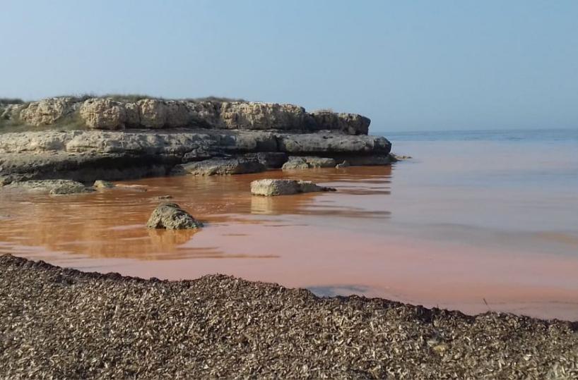 Alga rossa